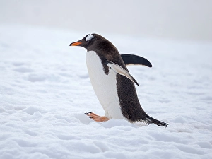 Seabird Prints: Gentoo penguin in deep snow in Antarctic Peninsula, Damoy Point, late summer