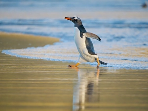 Prints of Gentoo Penguin during early morning at the coastline. South America, Falkland Islands, Saunders Island Images Dated 2024 November: Gentoo Penguin during early morning at the coastline