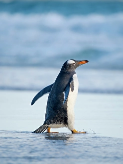 Prints of Gentoo Penguin during early morning at the coastline. South America, Falkland Islands, Saunders Island Images Dated 2024 November: Gentoo Penguin during early morning at the coastline