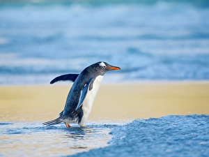 Prints of Gentoo Penguin during early morning at the coastline. South America, Falkland Islands, Saunders Island Images Dated 2024 November: Gentoo Penguin during early morning at the coastline