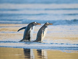 Prints of Gentoo Penguin during early morning at the coastline. South America, Falkland Islands, Saunders Island Images Dated 2024 November: Gentoo Penguin during early morning at the coastline
