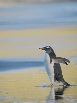 Malvinas Prints: Gentoo Penguin during early morning at the coastline