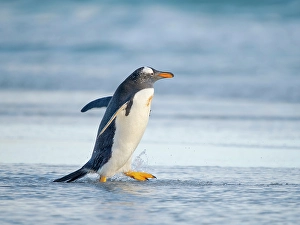 Prints of Gentoo Penguin during early morning at the coastline. South America, Falkland Islands, Saunders Island Images Dated 2024 November: Gentoo Penguin during early morning at the coastline