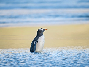 Prints of Gentoo Penguin during early morning at the coastline. South America, Falkland Islands, Saunders Island Images Dated 2024 November: Gentoo Penguin during early morning at the coastline