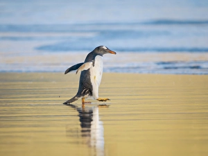 Prints of Gentoo Penguin during early morning at the coastline. South America, Falkland Islands, Saunders Island Images Dated 2024 November: Gentoo Penguin during early morning at the coastline