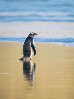 Prints of Gentoo Penguin during early morning at the coastline. South America, Falkland Islands, Saunders Island Images Dated 2024 November: Gentoo Penguin during early morning at the coastline
