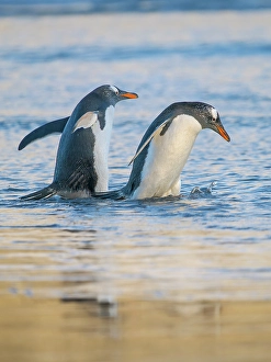 Prints of Gentoo Penguin during early morning at the coastline. South America, Falkland Islands, Saunders Island Images Dated 2024 November: Gentoo Penguin during early morning at the coastline