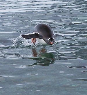 Spheniscidae Prints: Gentoo penguin emerges from the ocean during a swim, Antarctica
