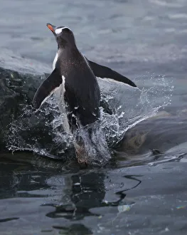 Antarctica Prints: Gentoo penguin emerging from the ocean, Antarctica