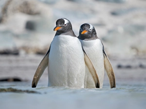 Prints of Gentoo Penguin entering the sea. South America, Falkland Islands, Bleaker Island Images Dated 2024 November: Gentoo Penguin entering the sea. South America, Falkland Islands, Bleaker Island