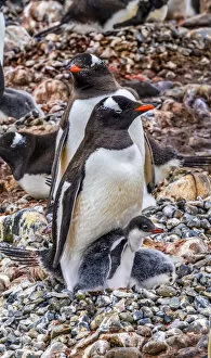 Antarctica Collection: Gentoo Penguin family and chick, Yankee Harbor, Greenwich Island, Antarctica