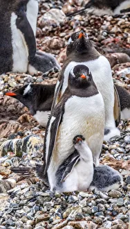 Images Dated 22nd February 2021: Gentoo Penguin family and chick, Yankee Harbor, Greenwich Island, Antarctica