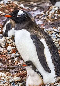 Images Dated 29th December 2020: Gentoo Penguin family and chick, Yankee Harbor, Greenwich Island, Antarctica
