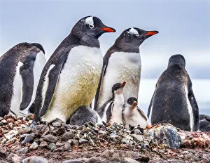 Antarctica Gallery: Gentoo Penguin family and chicks, Yankee Harbor, Greenwich Island, Antarctica