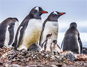 Antarctica Collection: Gentoo Penguin family and chicks, Yankee Harbor, Greenwich Island, Antarctica