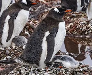 Images Dated 29th December 2020: Gentoo Penguin family and chicks, Yankee Harbor, Greenwich Island, Antarctica