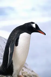 Gentoo Prints: Gentoo Penguin on ledge with ice in Antarctica Peninsula wildlife birds