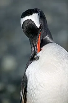 Neko Harbor Prints: Gentoo Penguin in Neko Harbor Antarctica pennisula, preening coat well oiled to
