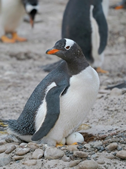 Prints of Gentoo Penguin on nest with egg. South America, Falkland Islands, Saunders Island Images Dated 2024 November: Gentoo Penguin on nest with egg. South America, Falkland Islands, Saunders Island