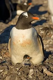 Gentoo penguin with newborn chick on nest