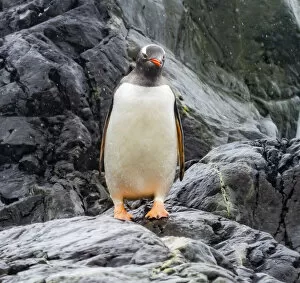 Gentoo penguin, Paradise Bay, Skontorp Cove, Antarctica
