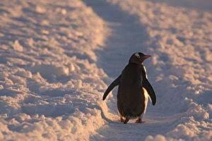 A gentoo penguin pauses for a rest during a march down a penguin trail towards it s