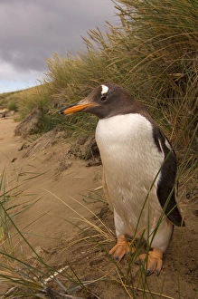 Images Dated 19th January 2007: gentoo penguin, Pygoscelis papua, on Beaver Island, Falkland Islands, South Atlantic