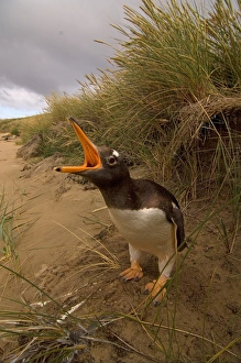 Images Dated 19th January 2007: gentoo penguin, Pygoscelis papua, on Beaver Island, Falkland Islands, South Atlantic