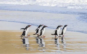 Malvinas Prints: Gentoo Penguin (Pygoscelis papua), Falkland Islands. South America, Falkland Islands