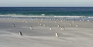 Images Dated 15th January 2017: Gentoo Penguin (Pygoscelis papua), Falkland Islands. South America, Falkland Islands