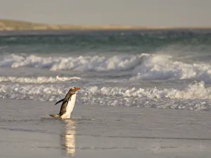 Images Dated 17th January 2017: Gentoo Penguin (Pygoscelis papua), Falkland Islands. South America, Falkland Islands