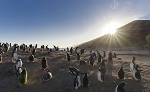 Images Dated 15th January 2017: Gentoo Penguin (Pygoscelis papua)