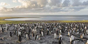 Images Dated 13th January 2017: Gentoo Penguin (Pygoscelis papua)