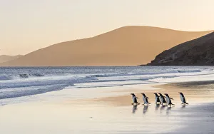 Gentoo Penguin (Pygoscelis papua), Falkland Islands. South America, Falkland Islands