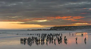 Images Dated 19th January 2017: Gentoo Penguin (Pygoscelis papua), Falkland Islands. South America, Falkland Islands