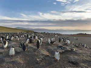 Gentoo Penguin (Pygoscelis papua), Falkland Islands. Colony. South America, Falkland Islands