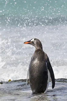 Gentoo Penguin (Pygoscelis papua), Falkland Islands. South America, Falkland Islands