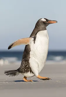 Gentoo Penguin (Pygoscelis papua), Falkland Islands