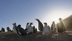 Images Dated 15th January 2017: Gentoo Penguin (Pygoscelis papua)