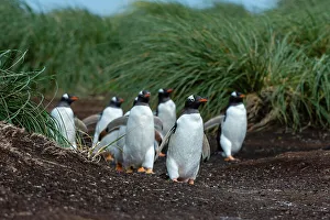 Vertebrate Prints: A Gentoo penguin, Pygoscelis Papua
