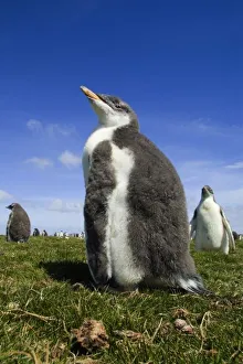 Gentoo Penguin, Pygoscelis papua, with fuzzy down feathers in Falkland Islands