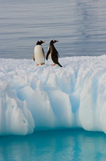 Images Dated 26th January 2007: gentoo penguin, Pygoscelis Papua, on glacial ice off the western Antarctic Peninsula