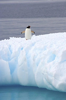 Images Dated 26th January 2007: gentoo penguin, Pygoscelis Papua, on glacial ice off the western Antarctic Peninsula