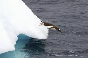 Images Dated 27th January 2007: gentoo penguin, Pygoscelis Papua, jumping off an iceberg, western Antarctic Peninsula