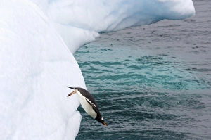 Images Dated 27th January 2007: gentoo penguin, Pygoscelis Papua, jumping off an iceberg, western Antarctic Peninsula