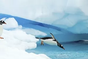 Images Dated 12th May 2005: gentoo penguin, Pygoscelis Papua, jumping off an iceberg, western Antarctic Peninsula