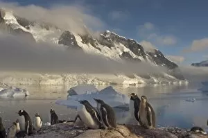 Images Dated 28th January 2007: gentoo penguin, Pygoscelis Papua, colony along the western Antarctic Peninsula, Antarctica