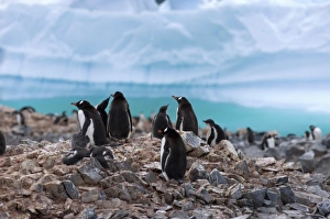 Images Dated 6th February 2007: gentoo penguin, Pygoscelis Papua, colony along the western Antarctic Peninsula, Antarctica