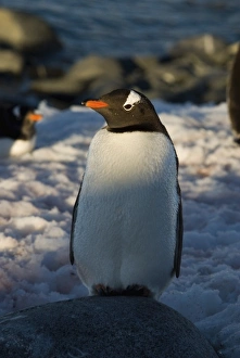 Images Dated 24th May 2005: gentoo penguin, Pygoscelis Papua, along the western Antarctic Peninsula, Antarctica