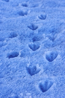 Images Dated 9th February 2007: gentoo penguin, Pygoscelis Papua, footprints in glacial ice, western Antarctic Peninsula